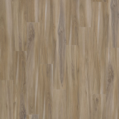SolidTech Select | Explorer's Cove